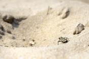 basterdzandloopkever (cicindela hybrida) 5-2023 7931